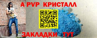 стафф Кингисепп